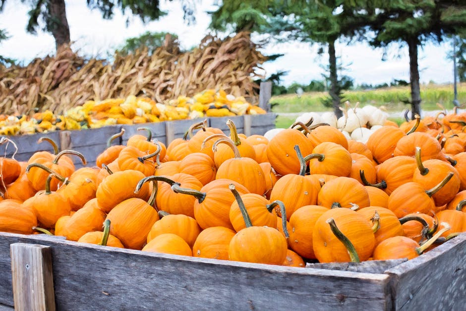 Pumpkin agriculture, autumn, cropland